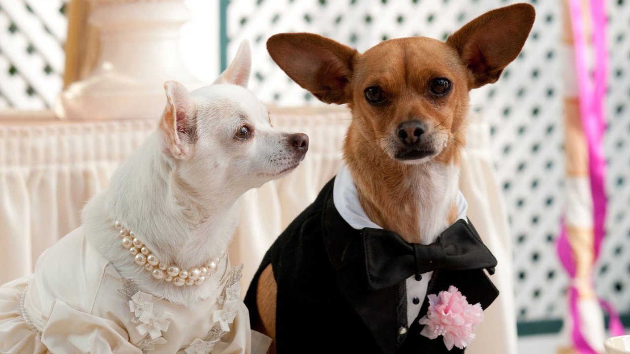 Beverly Hills Chihuahua 2 (2011)Directed By Alex Zamm - Cinesia Geek